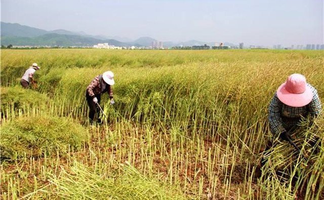農(nóng)村的秸稈稻草，棉花桿，廢舊木材花生殼，都是農(nóng)業(yè)垃圾，在過去這些東西沒有人稀罕，到處亂扔，影響了農(nóng)村的面貌